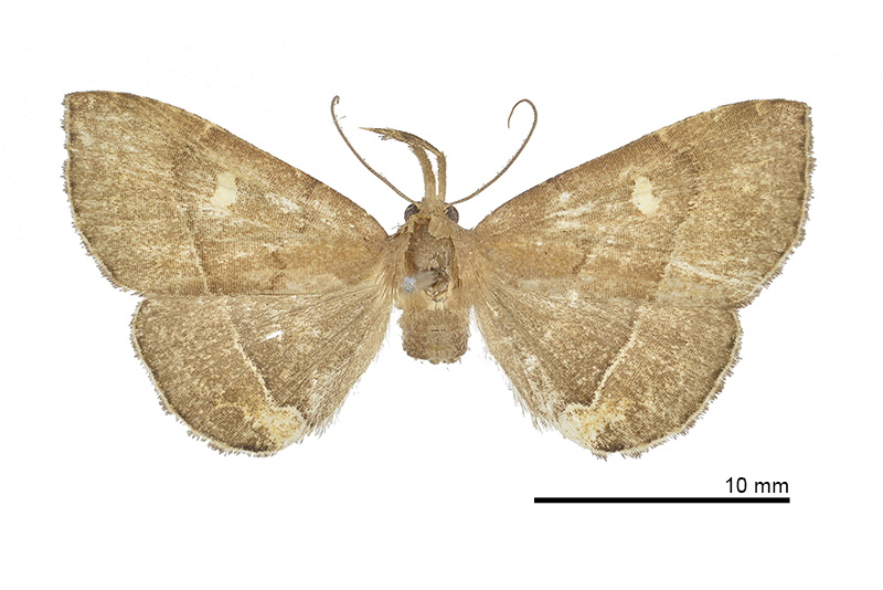 Cidariplura shuisheliao Female